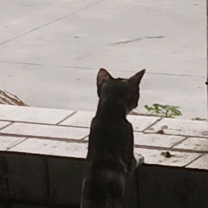 瓜
