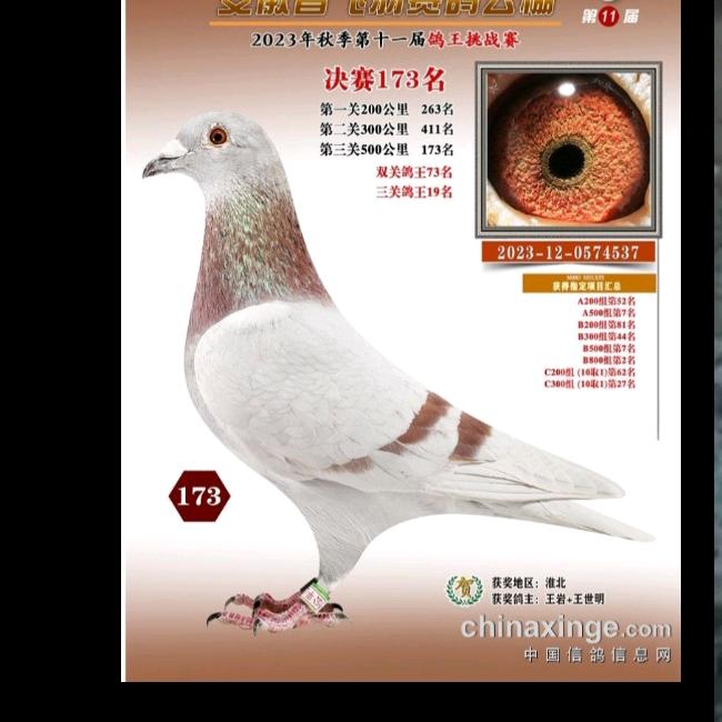 梧桐自明鸽舍