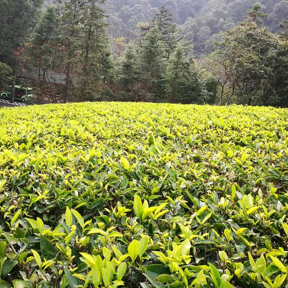 丽晖田园茶艺