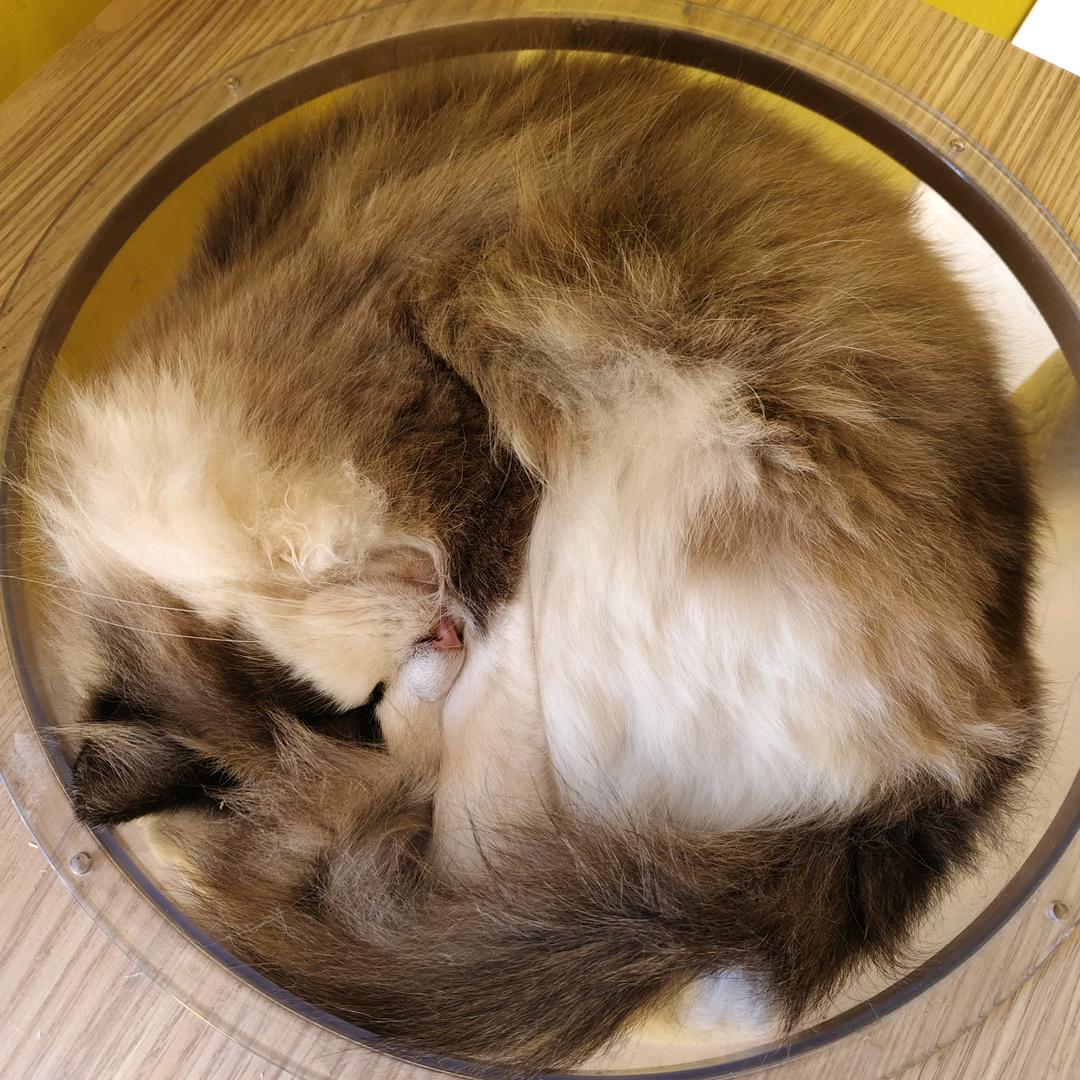 落潇