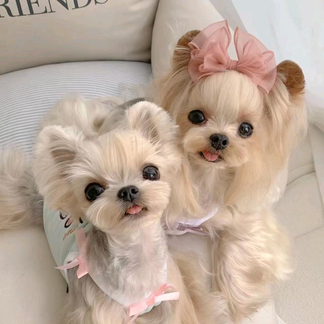 小约家的马尔济斯🐶