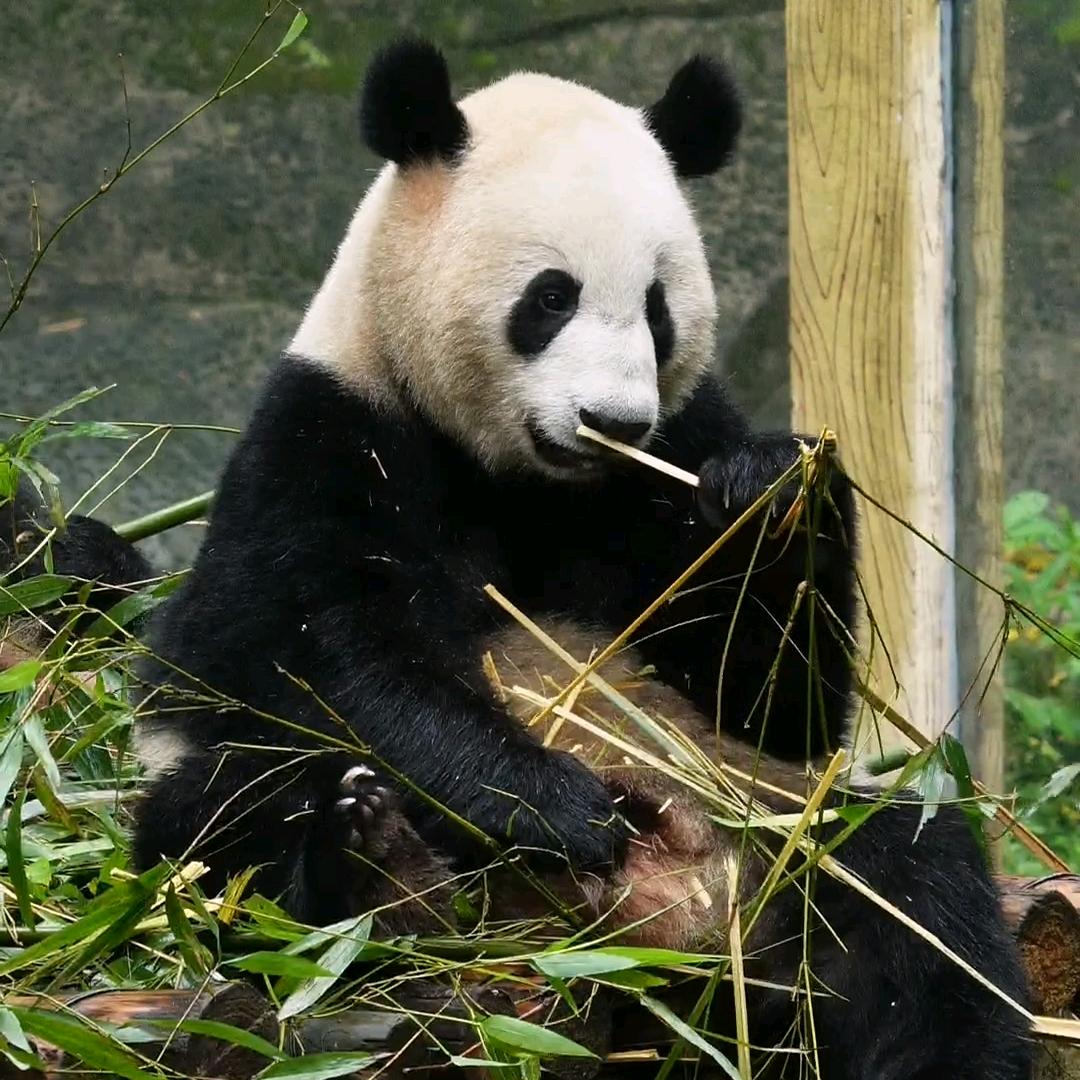 嘿黑眼圈