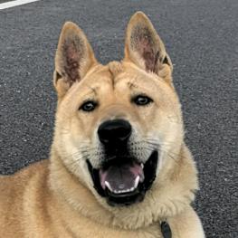 霸总田园犬小虎和管家