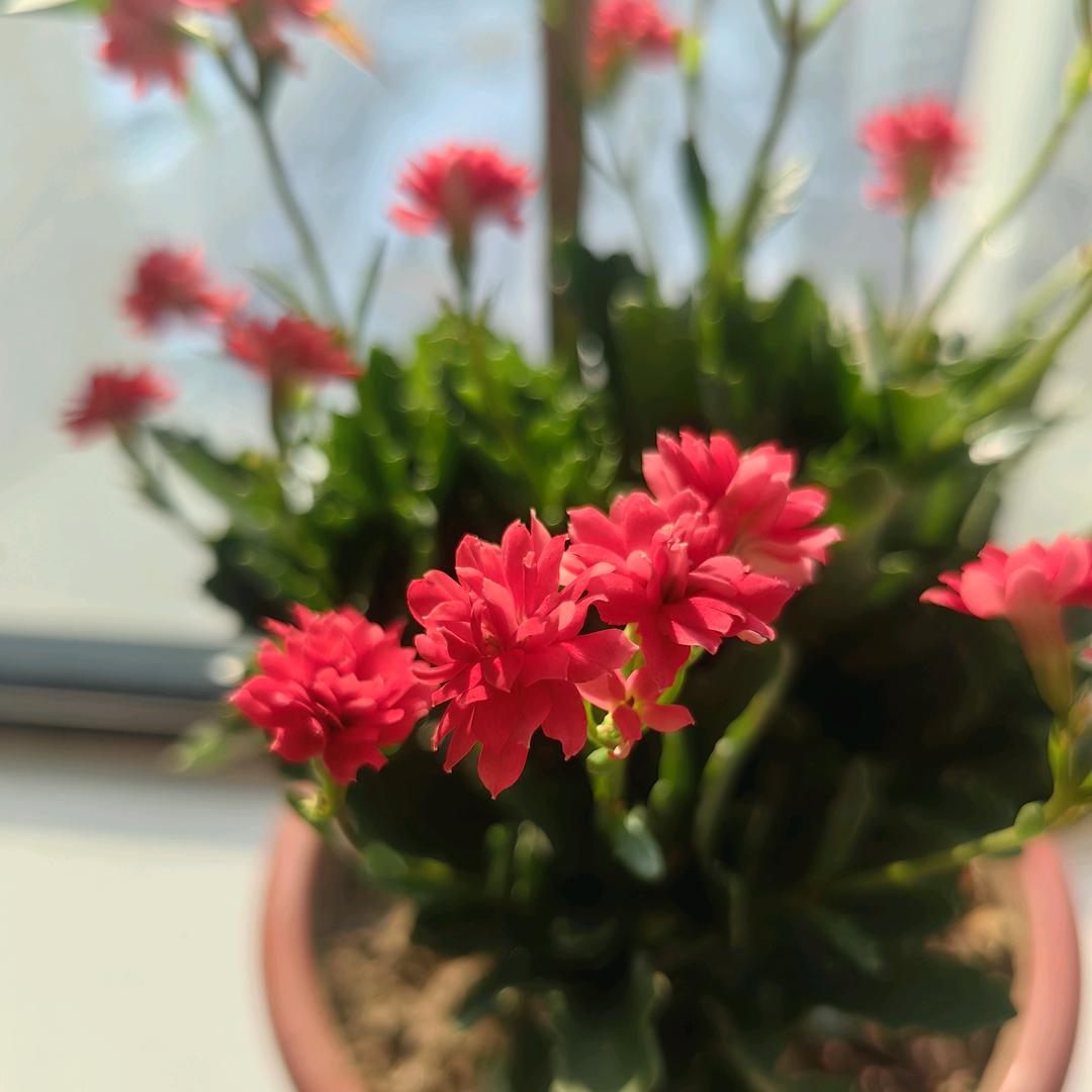 泰达美花小课堂