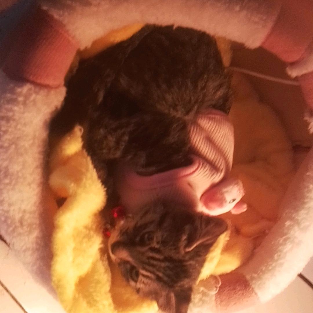 可爱的甜甜圈公主☄