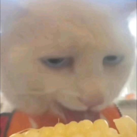 一条小扇扇