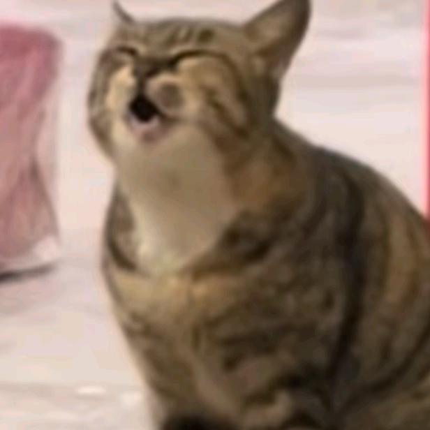 °(°¯᷄◠¯᷅°)°｡