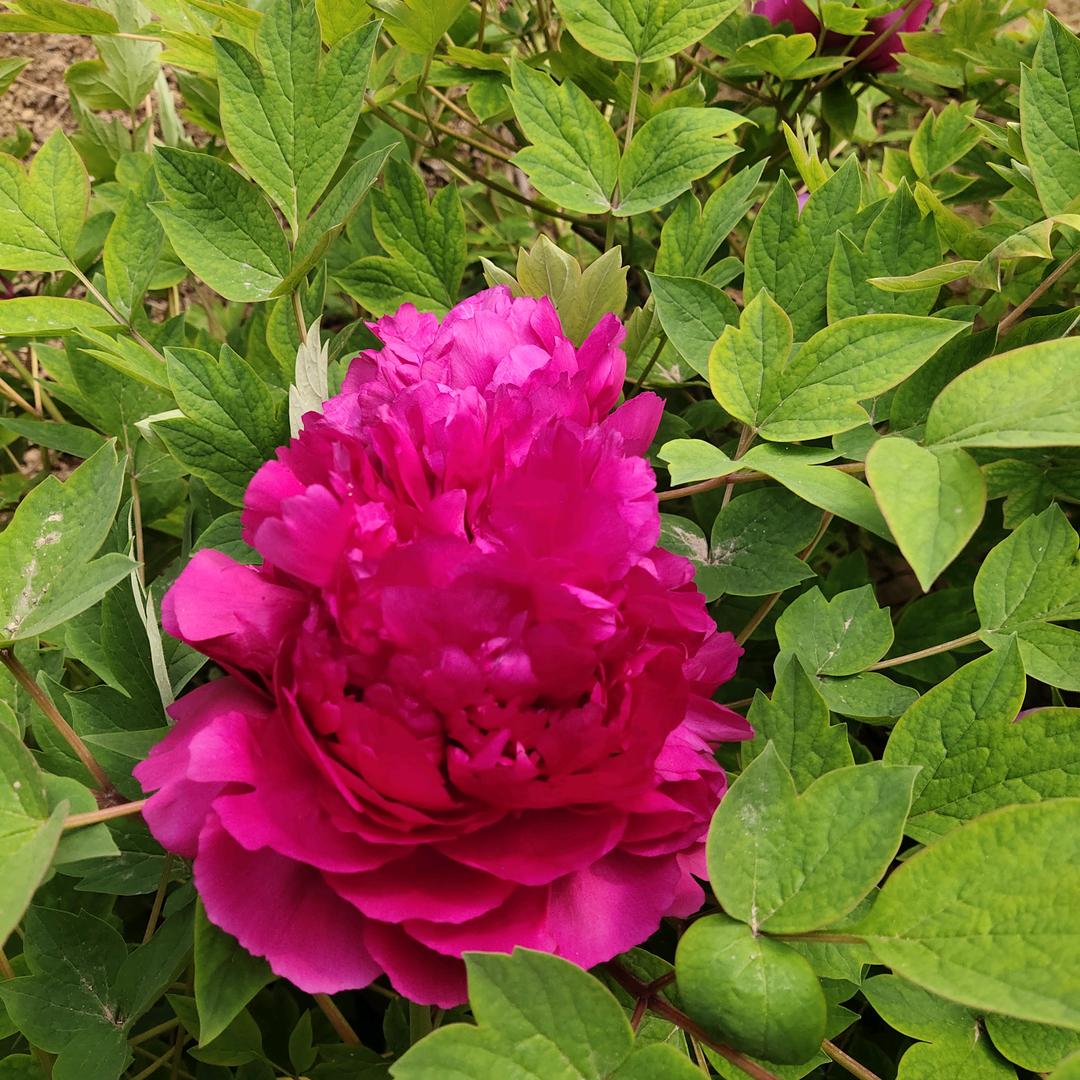 醉酒赏花花也醉