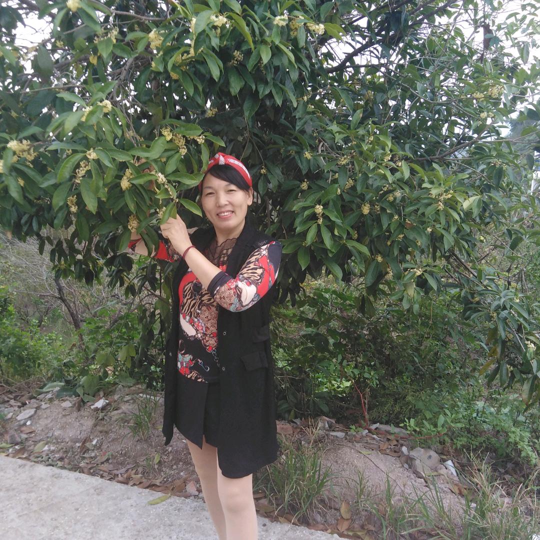 紫色玫瑰