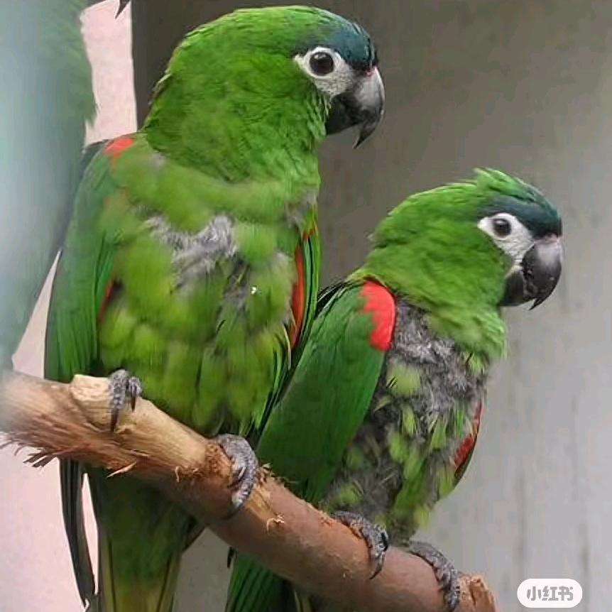 娟姐鹦鹉🦜