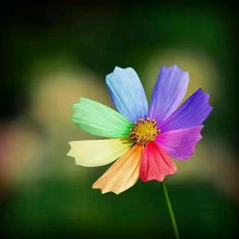 静待花开