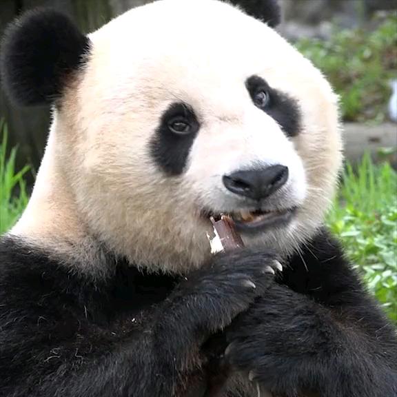 小李妹妹