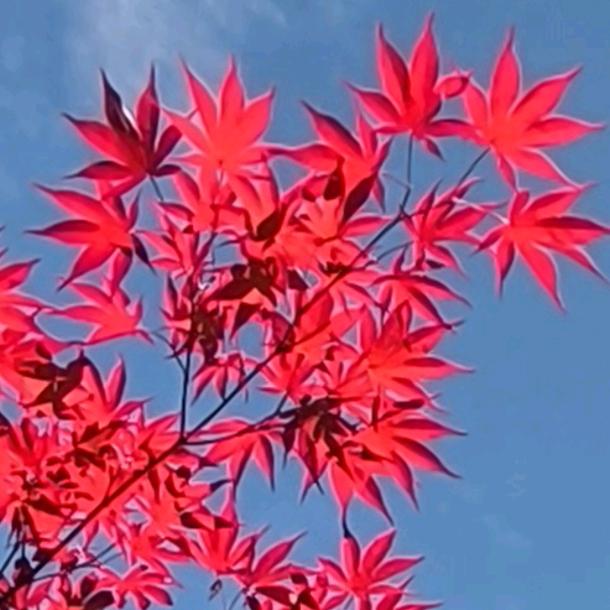 命中注定∈拒绝连赞
