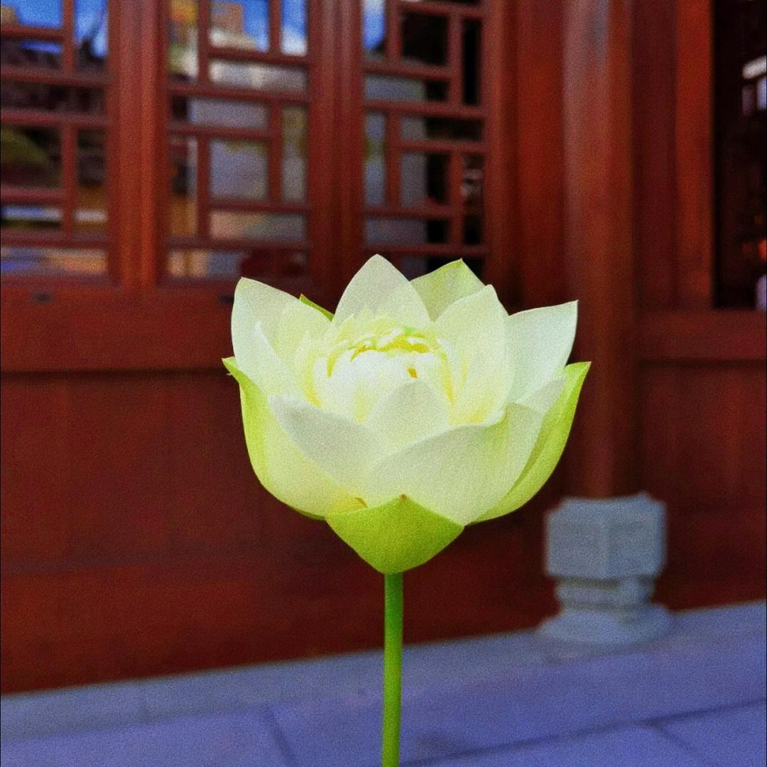 听云说木林