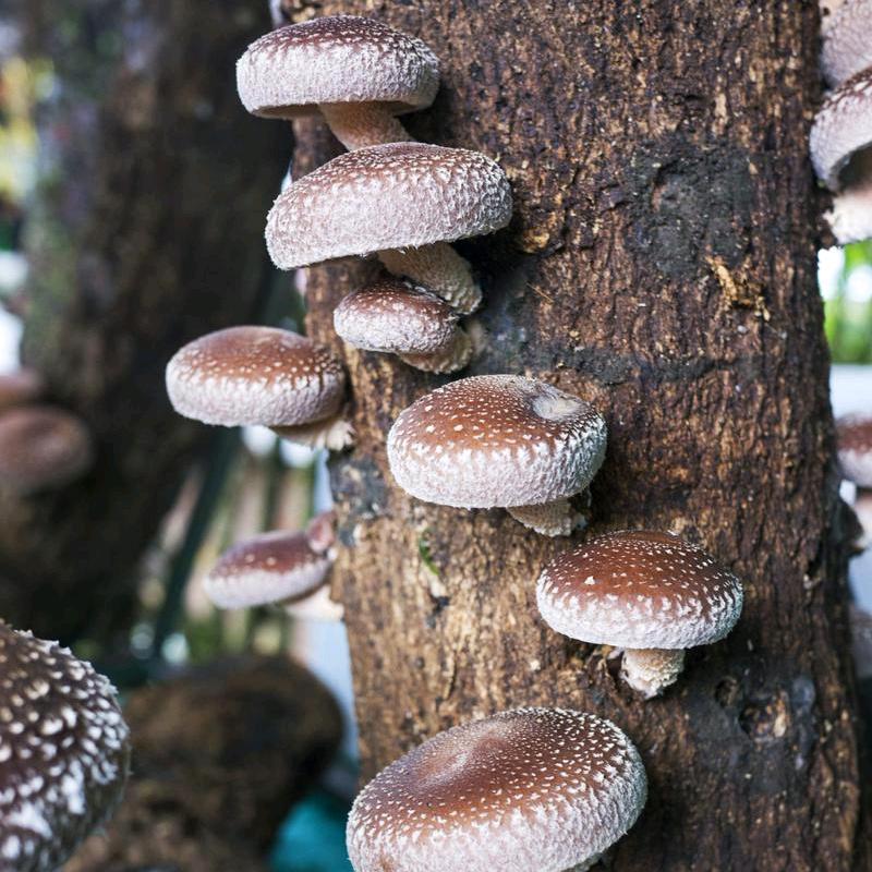 小张讲种植
