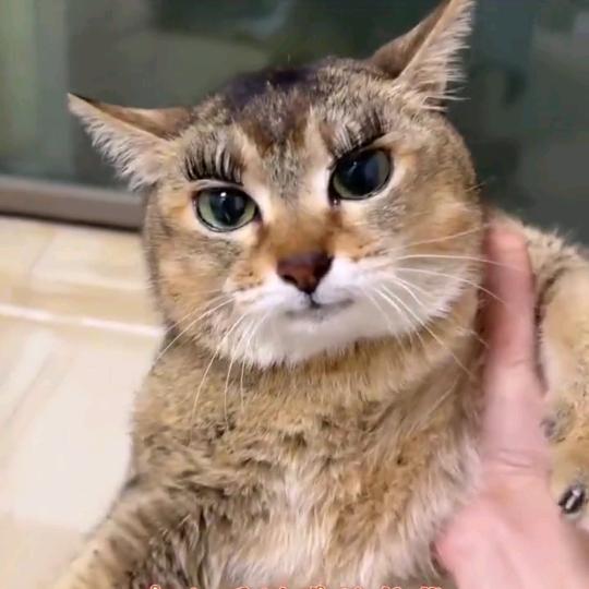 ＠终究会(╯﹏╰）