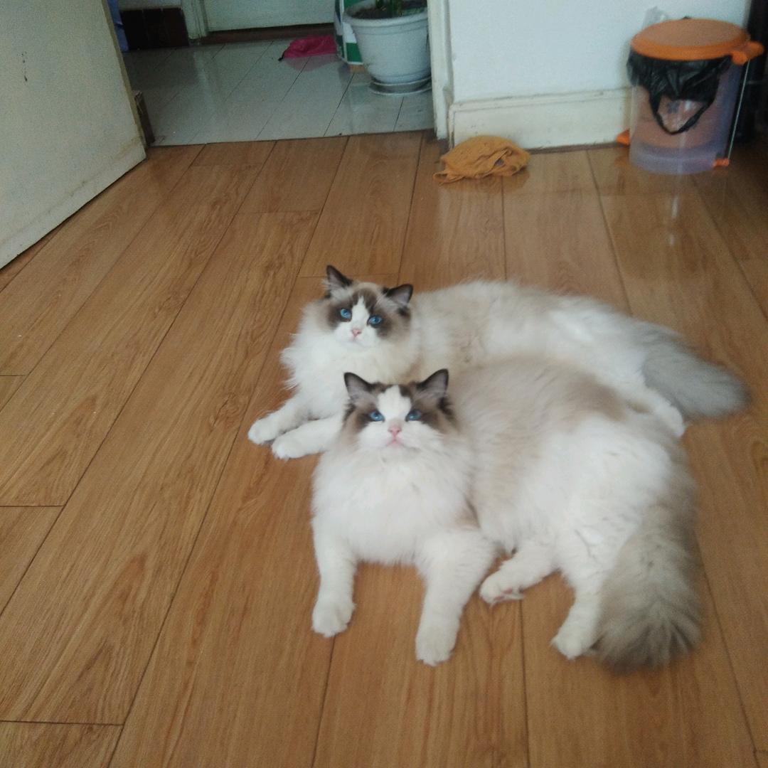 柳哥《布偶猫》