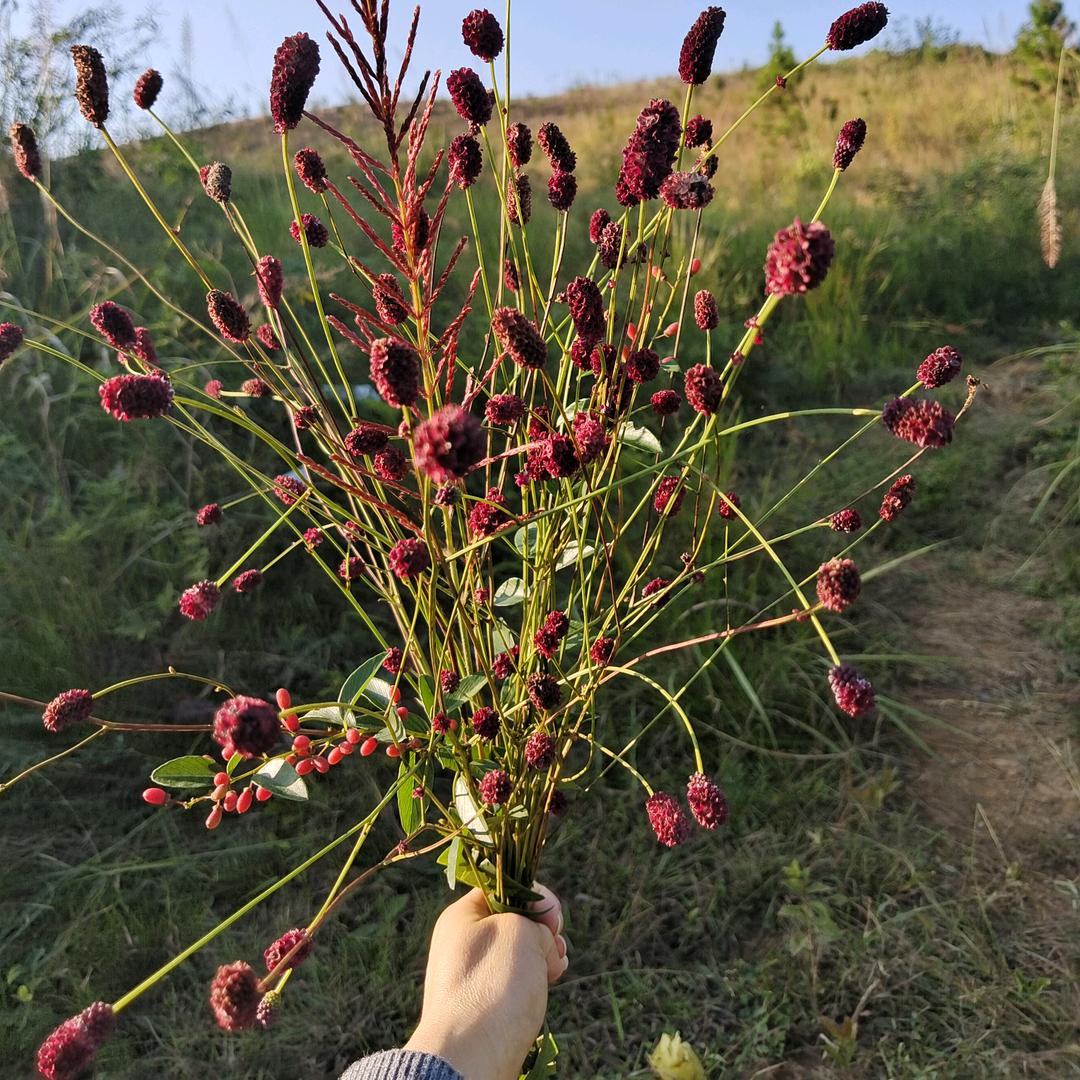 梅孑