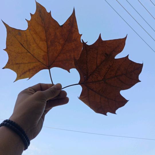 啊进，空调砖家