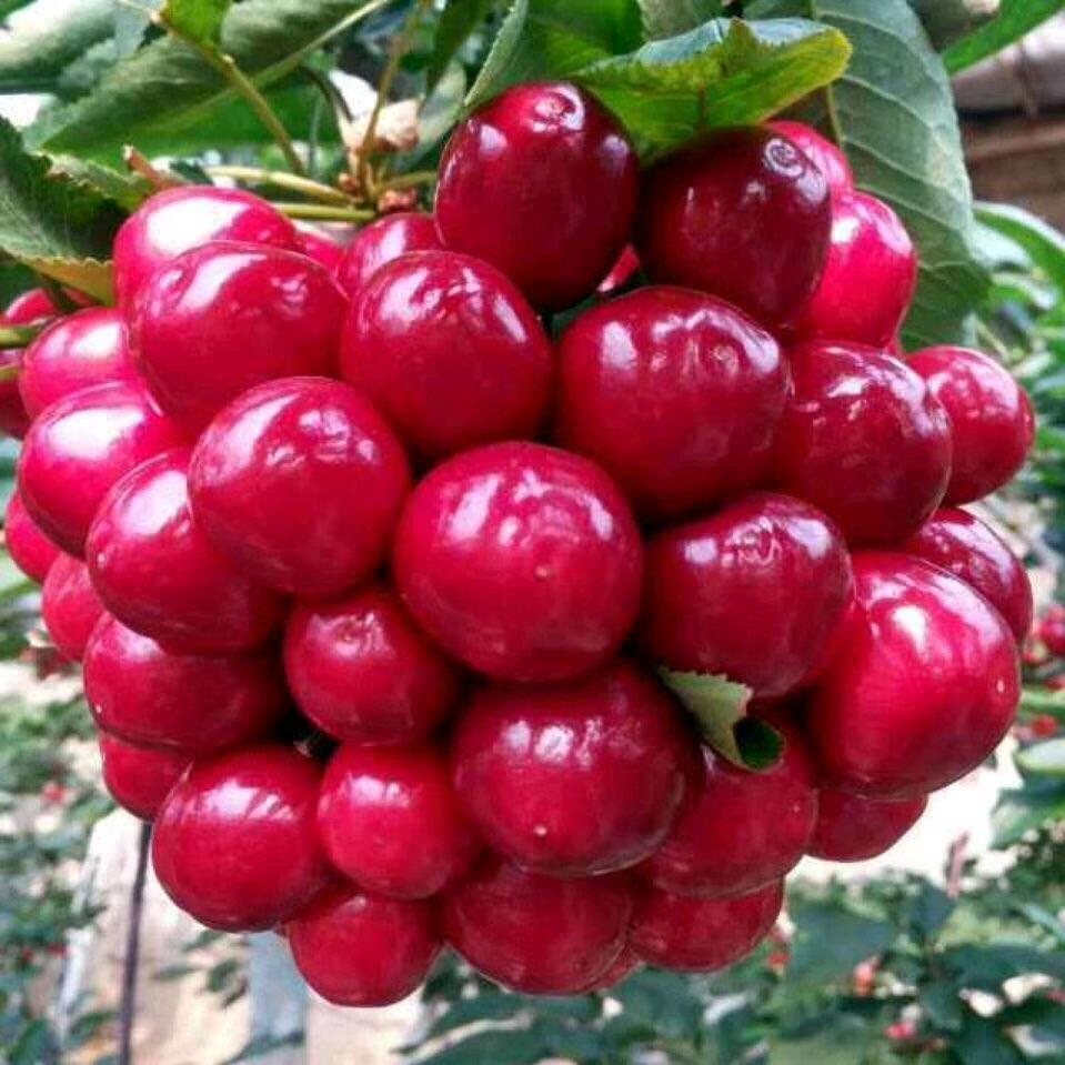 樱桃助手～于老师