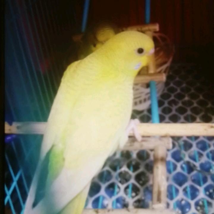 囚笼一伤心之地