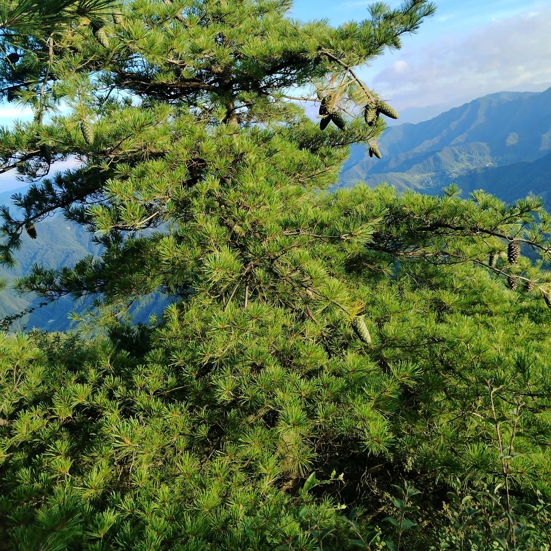 向西