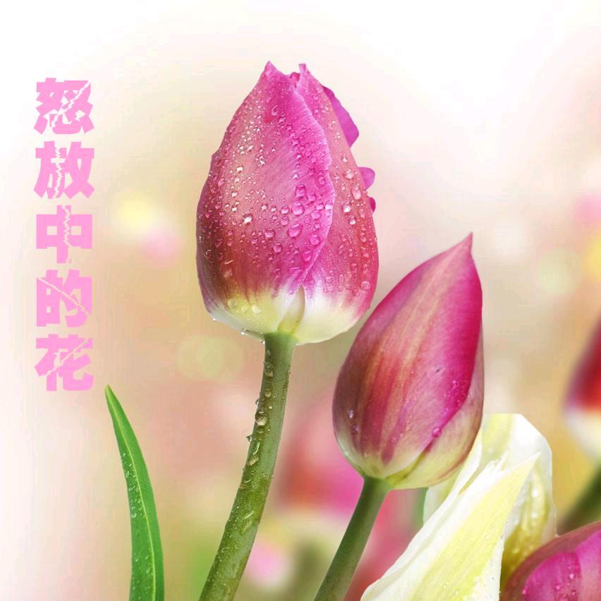 安念