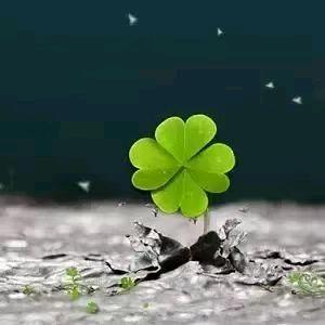 梅花独自开♣️