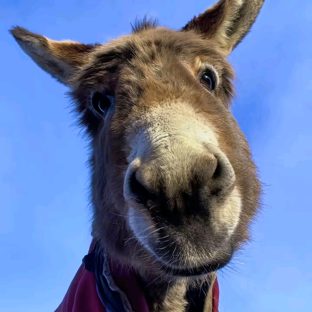 ₌᳐･֊･₌᳐੭