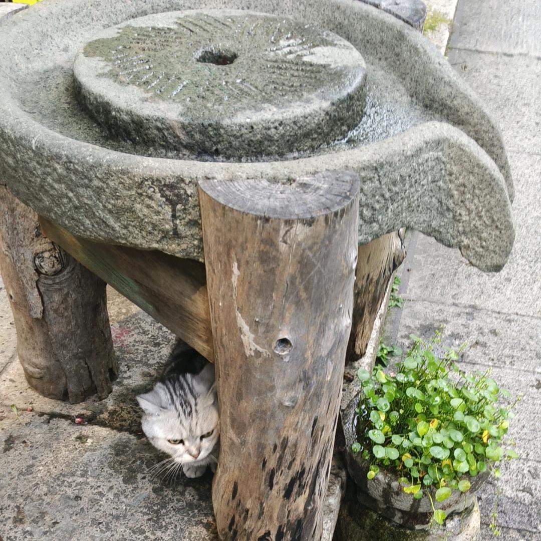 春少