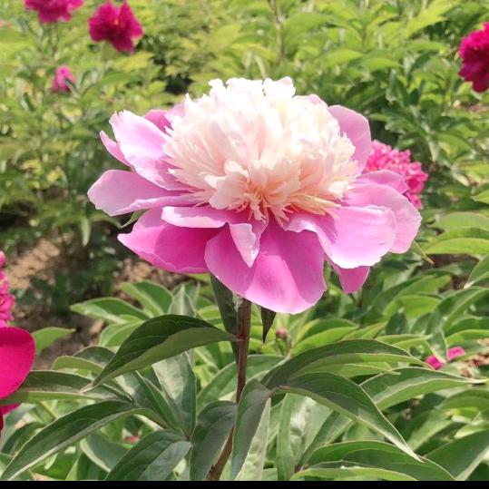 简单(ง •̀_•́)ง大叔