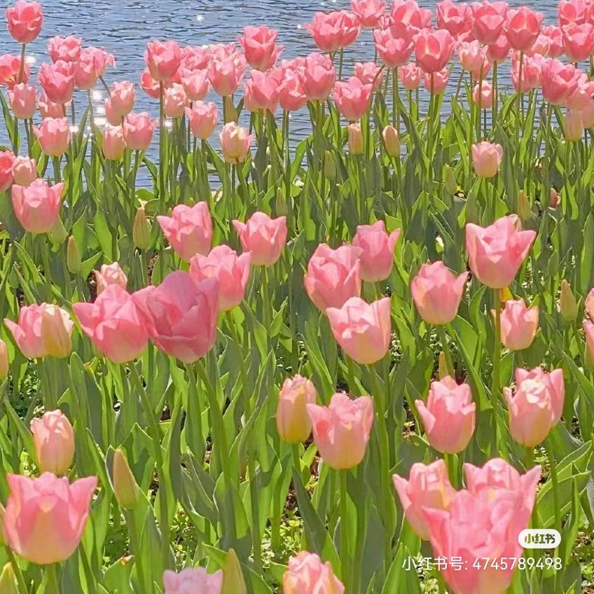 菲菲