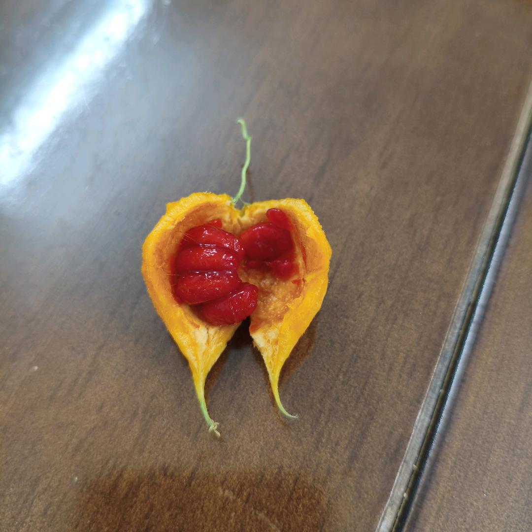 小老鼠