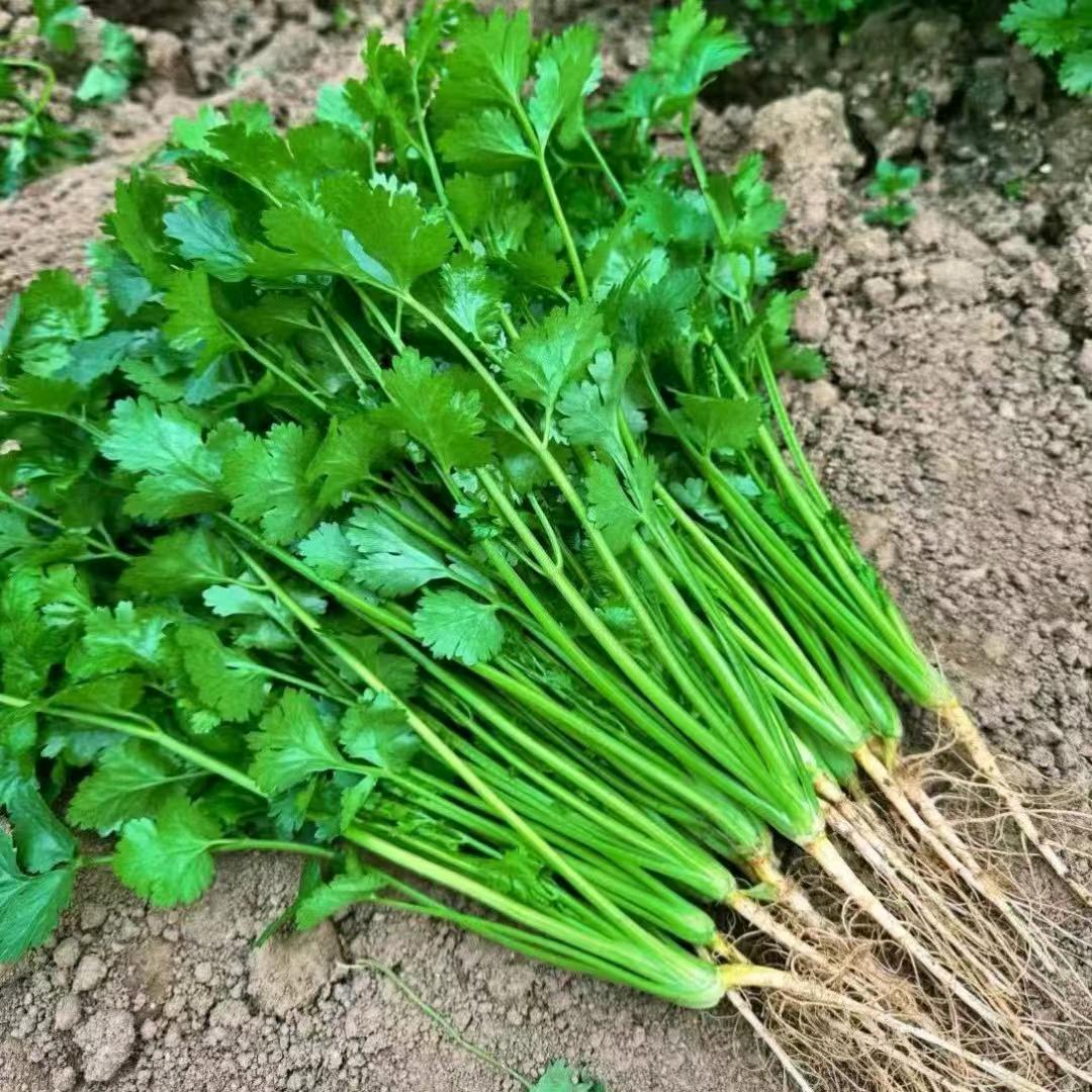 泸西代办（香菜，小葱）