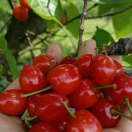 守护`彭`依赖`杨