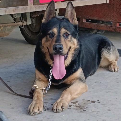 民间天花板四眼黑头黑背昆明犬