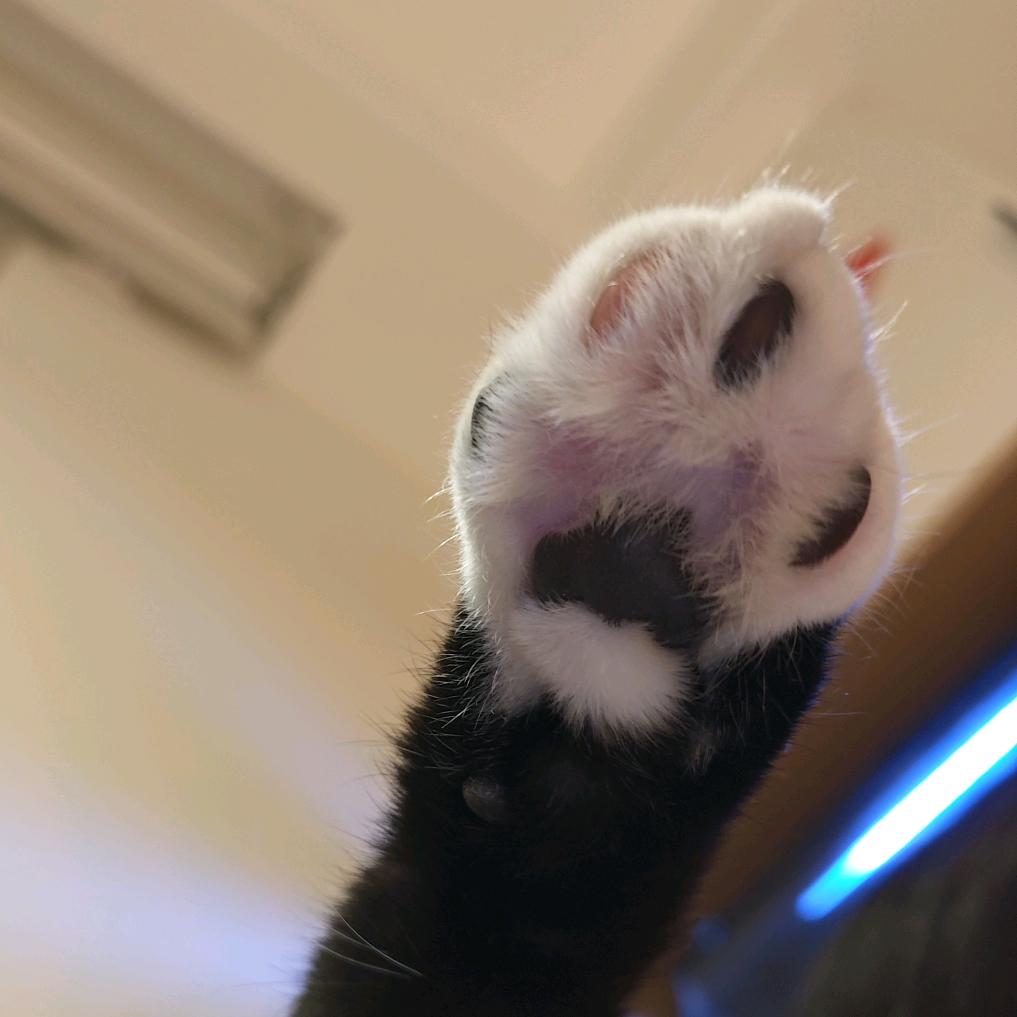 H酱
