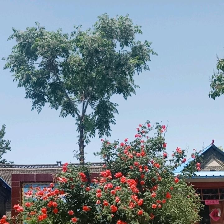 无助山东女孩杨圆圆（抗抑郁）