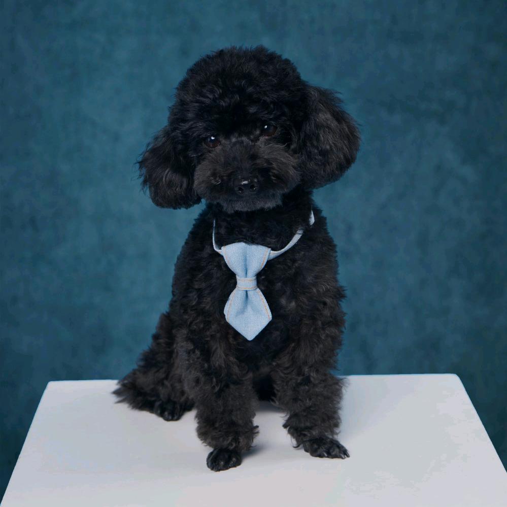 李小5的游戏搭子