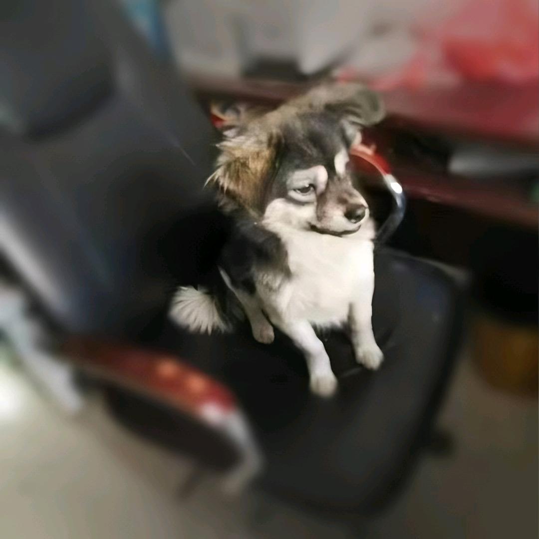 二哈贱
