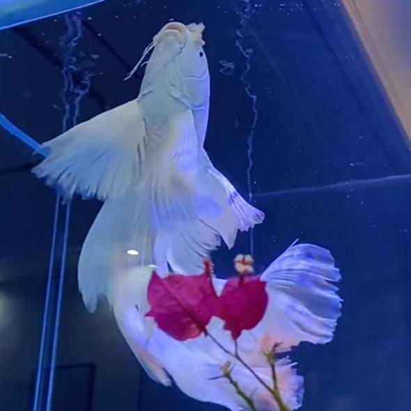 水中活宝石