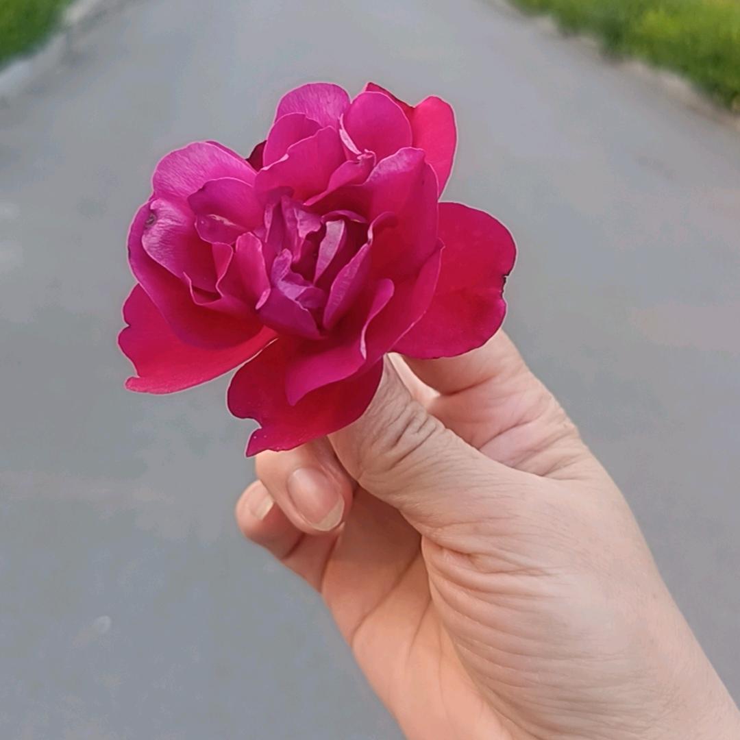 ঞᩚ᭄兜里💞半颗糖