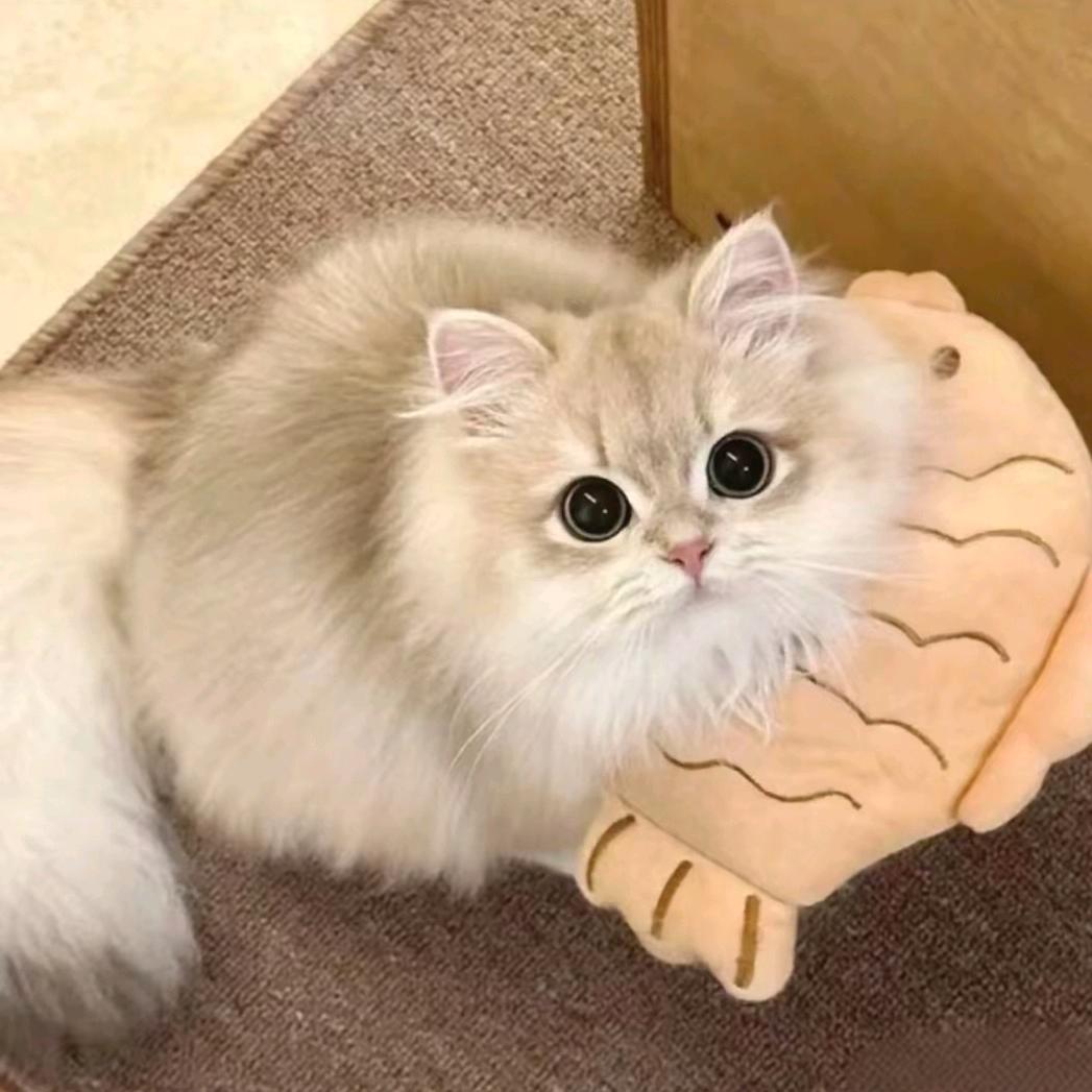 xiao 7