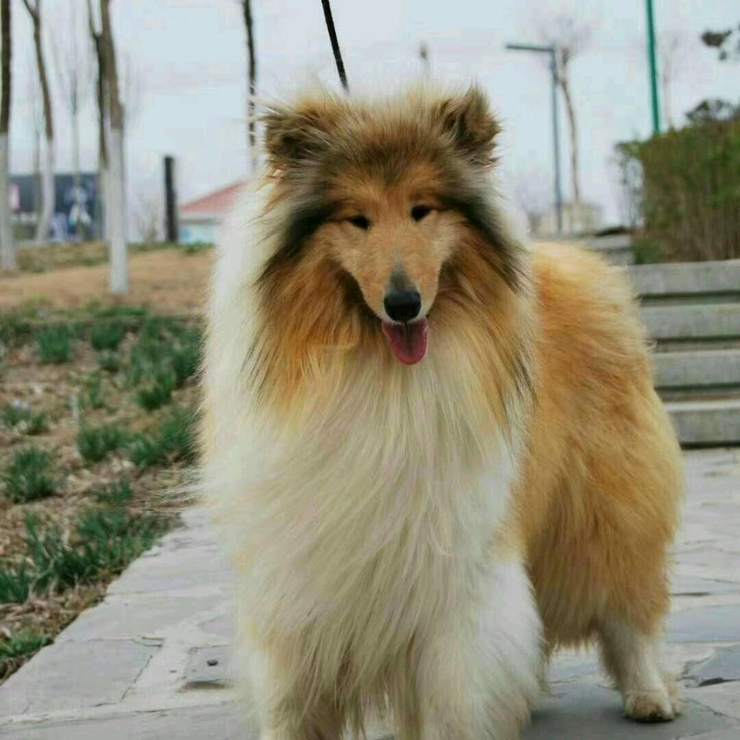 苏格兰牧羊犬@马小六舍犬