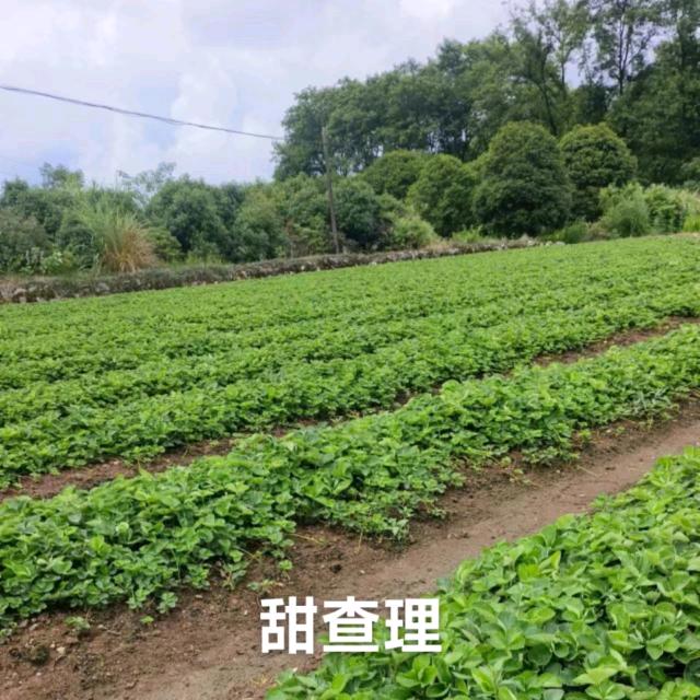 小梁口（互关）