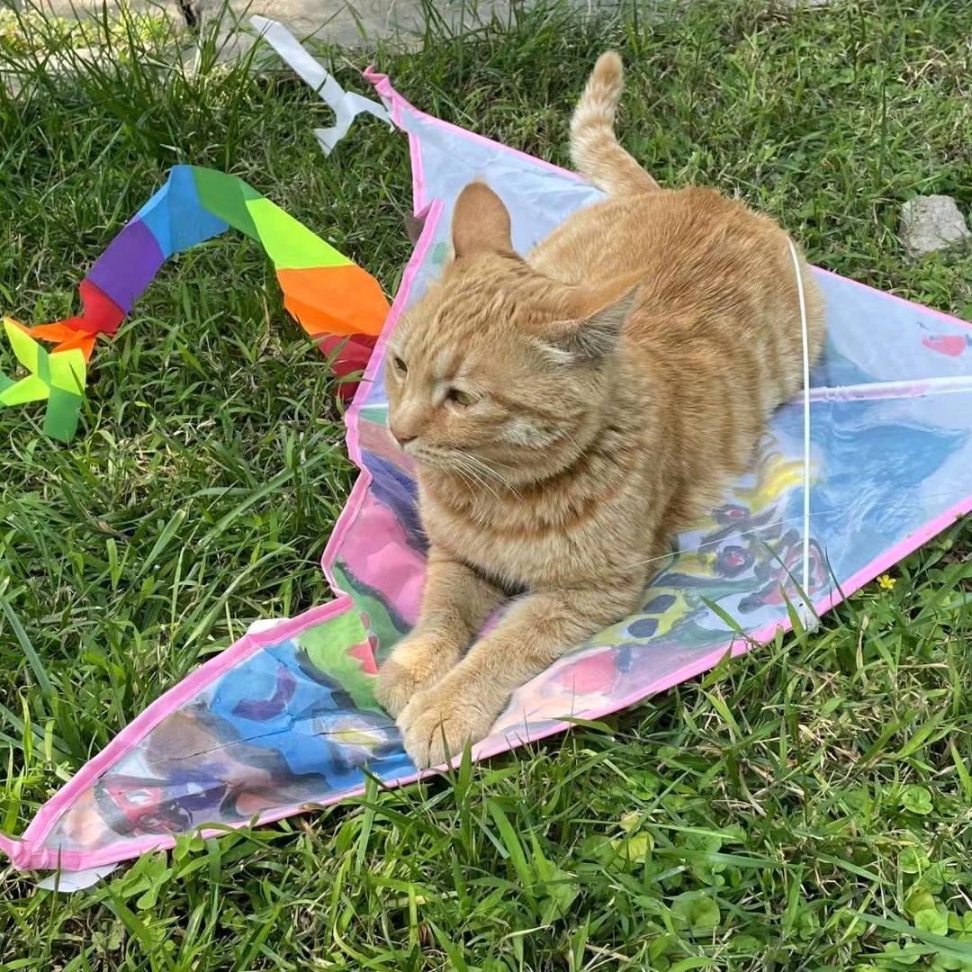 攀大猫猫教