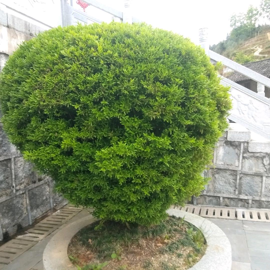 弃放晴园