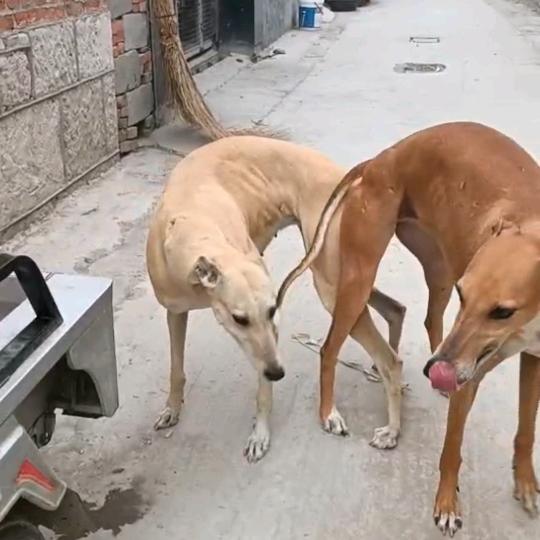 泾阳县国利犬业