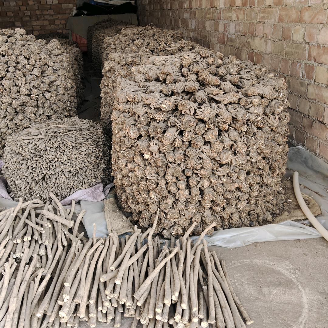 长年种植当归十黄芪