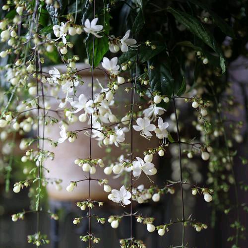 百亩先生的花园